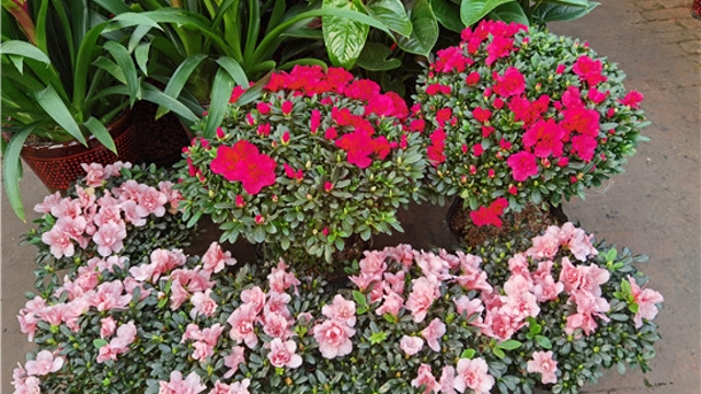 火紅年宵花，美麗過(guò)新年